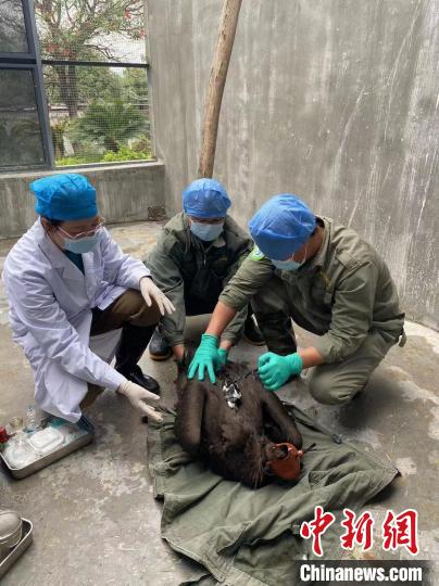 腾讯分分彩：广西守护候鸟“回家路” 一级保护野生动物放归后顺利“北上”